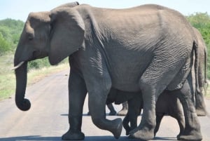 2 päivän Krugerin kansallispuiston safarimatka Johannesburgista käsin