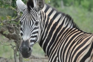 2 päivän Krugerin kansallispuiston safarimatka Johannesburgista käsin