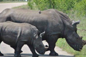 2 päivän Krugerin kansallispuiston safarimatka Johannesburgista käsin