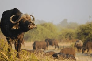 2-tägige Krüger-Nationalpark Safari Tour ab Johannesburg