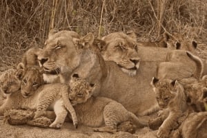 2-Day Luxury Kruger Safari from Johannesburg