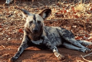 2-Day Luxury Kruger Safari from Johannesburg