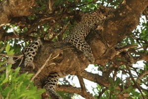 2-Day Luxury Kruger Safari from Johannesburg