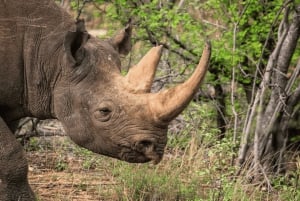 2-Day Luxury Kruger Safari from Johannesburg