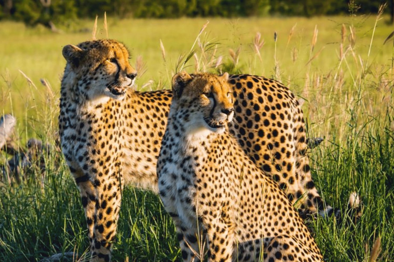 2-Day Sabi Sands Big Five Safari from Johannesburg