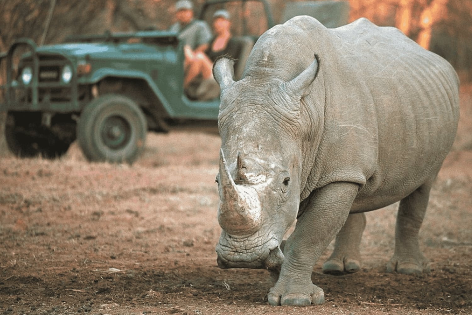Safari de 2 días por Sabi Sands para ver a los cinco grandes desde Johannesburgo