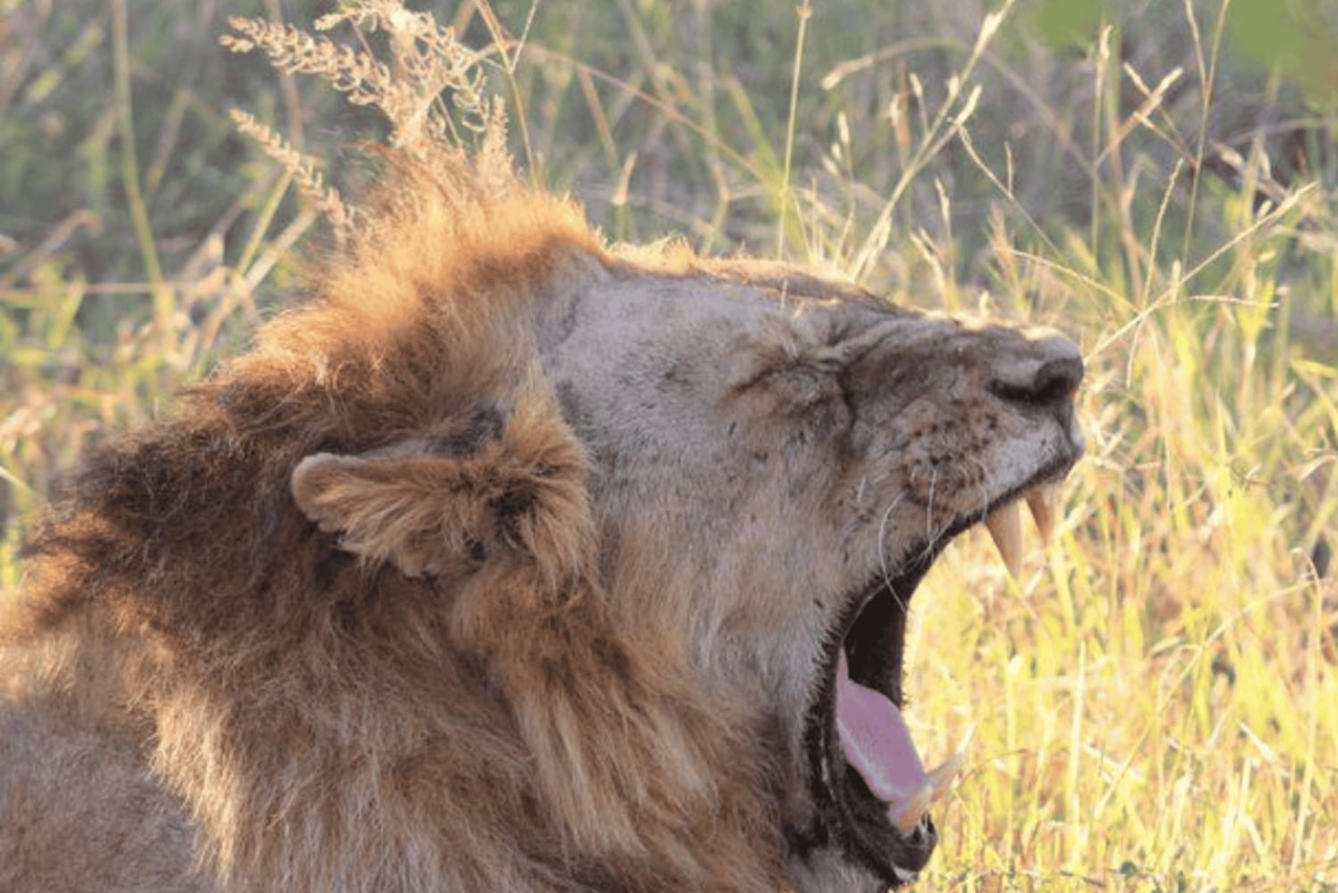 Safari de 2 días por Sabi Sands para ver a los cinco grandes desde Johannesburgo