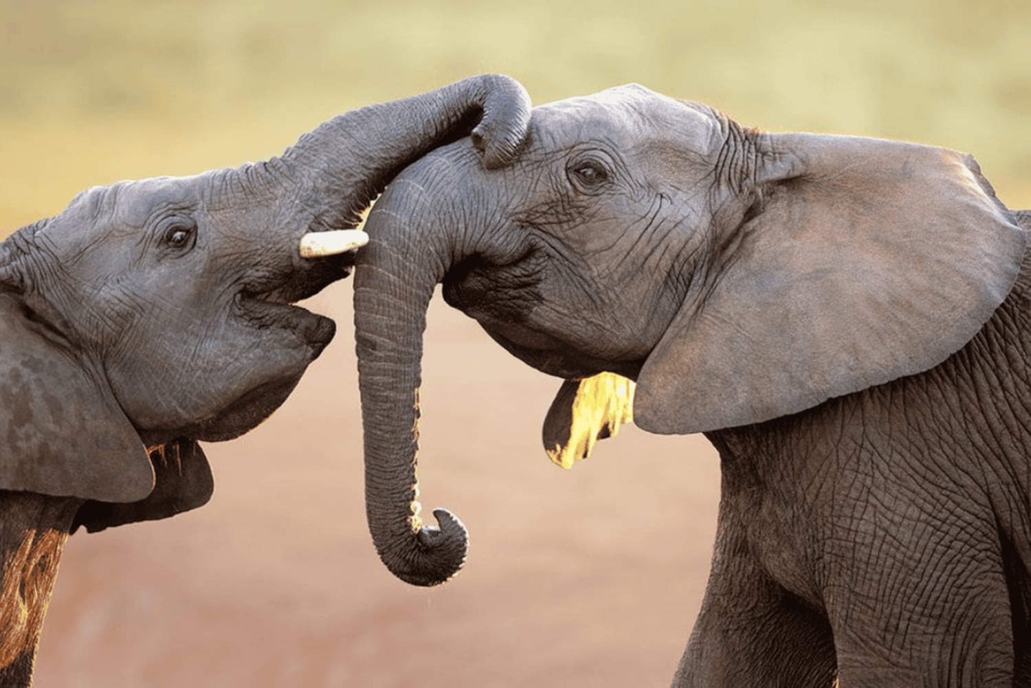 Safari de 2 días por Sabi Sands para ver a los cinco grandes desde Johannesburgo