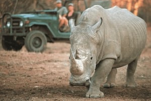 2-Day Sabi Sands Big Five Safari from Johannesburg