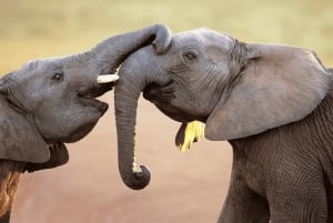 2-Day Sabi Sands Big Five Safari from Johannesburg