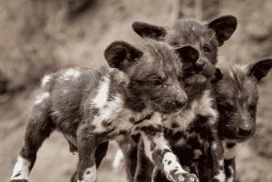 2-Day Sabi Sands Big Five Safari from Johannesburg