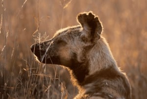 2-Day Sabi Sands Big Five Safari from Johannesburg