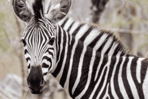 2-Day Sabi Sands Big Five Safari from Johannesburg