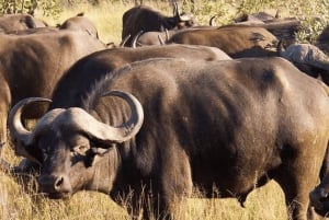 Safari de 2 días por Sabi Sands para ver a los cinco grandes desde Johannesburgo
