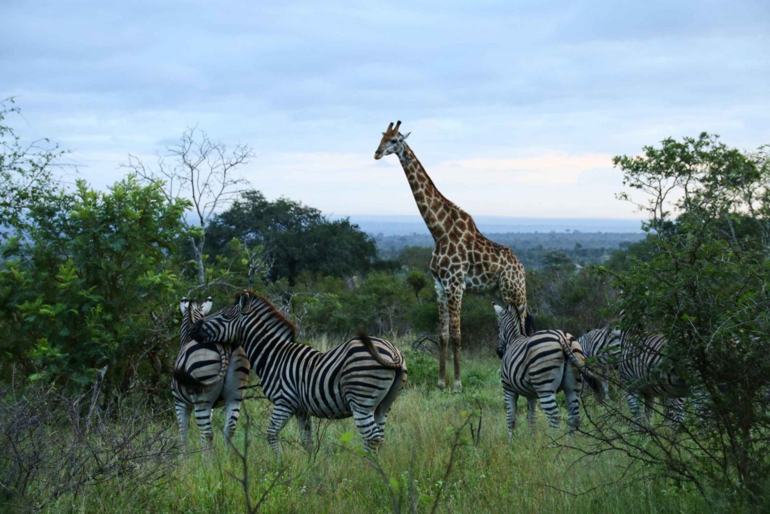 Safári de luxo de 2 dias no Parque Nacional Pilanesberg