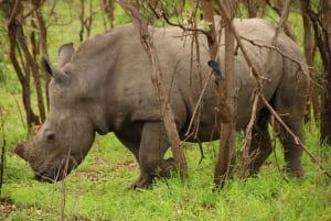 2 jours de safari de luxe dans le parc national de Pilanesberg