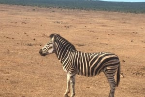 Safari de lujo de 2 días por el Parque Nacional de Pilanesberg