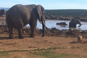 2 päivää Pilanesbergin kansallispuiston luksussafari