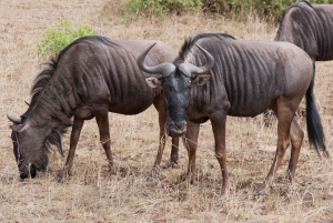 2 päivää Pilanesbergin kansallispuiston luksussafari