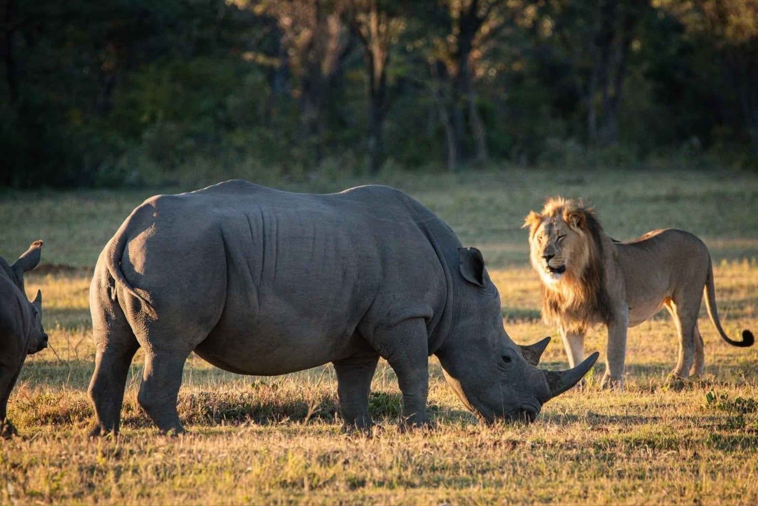 2 Days Pilanesberg Safari with Chameleon Village