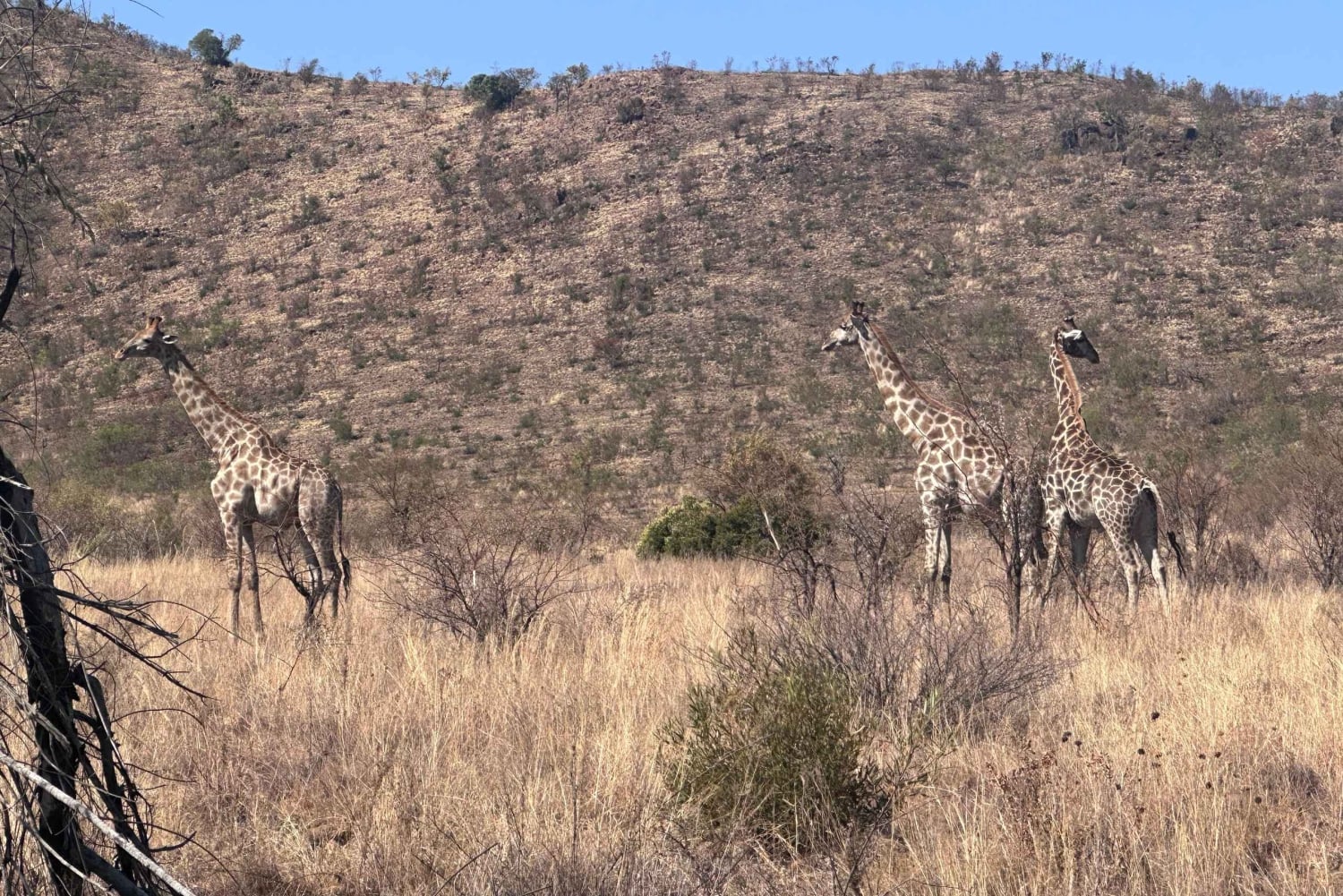 2 Days Pilanesberg Safari with Chameleon Village