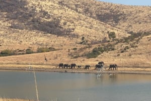 2 päivää Pilanesberg-safaria ja Chameleon Village