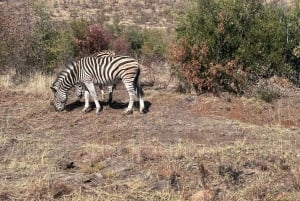 2 päivää Pilanesberg-safaria ja Chameleon Village