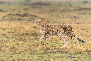 2 Days Pilanesberg Safari with Chameleon Village