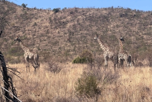 2 Days Pilanesberg Safari with Chameleon Village