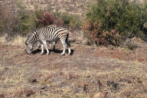 2 Days Pilanesberg Safari with Chameleon Village