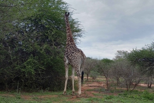 2vrk Krugerin kansallispuisto