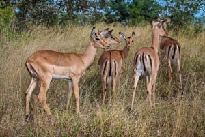 2 dias Parque Nacional Kruger