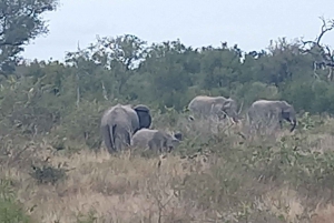 2 dias Parque Nacional Kruger