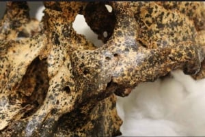 3-Day Johannesburg, Pretoria, Cradle & Lesedi Tour