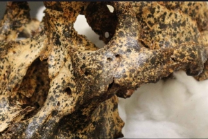 ヨハネスブルグ、プレトリア、クレイドル、レセディを巡る3日間ツアー