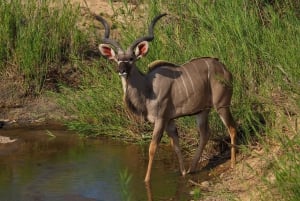 3 Day Kruger Safari Fly-In from Johannesburg