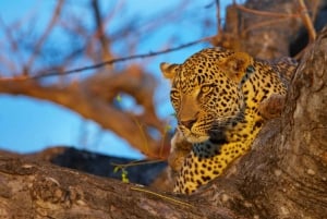 3 Day Kruger Safari Tour from Johannesburg