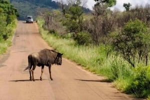 3-Day Luxury Ivory Moon Lodge Safari