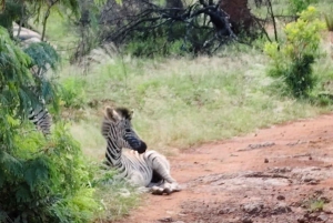 3-Day Luxury Ivory Moon Lodge Safari