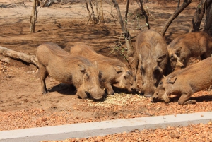 3-Day Luxury Ivory Moon Lodge Safari