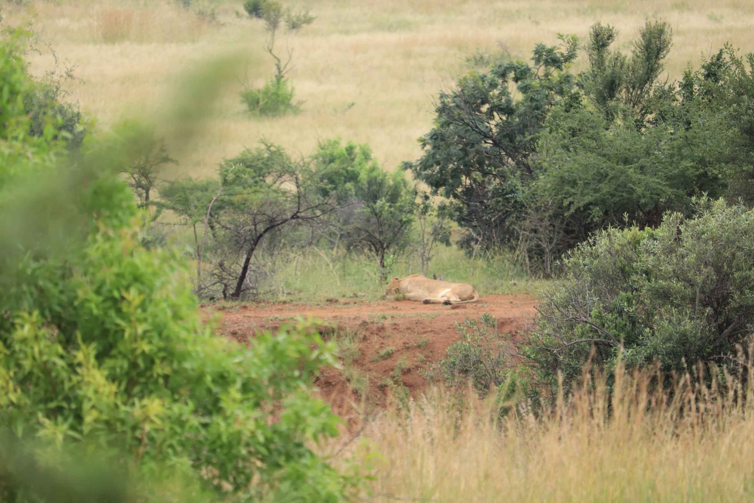 Safari de 3 días en Pilanesberg Tlou con tiendas con baño privado