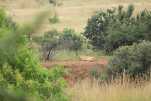 Safari de 3 días en Pilanesberg Tlou con tiendas con baño privado