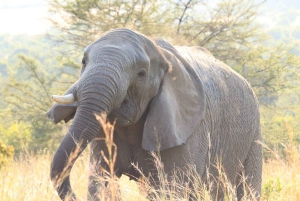 Safari de 3 días en Pilanesberg Tlou con tiendas con baño privado
