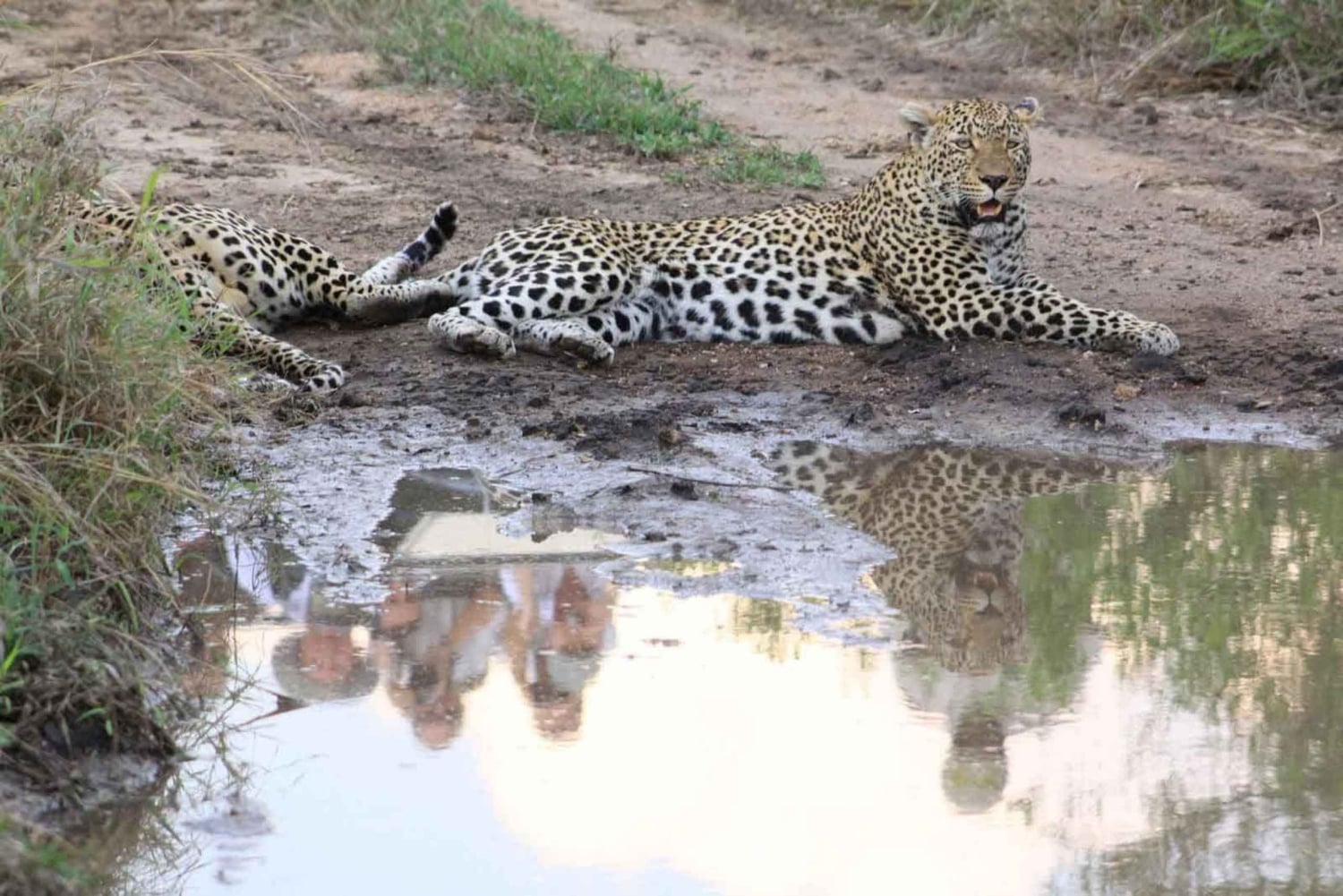 Safari Sabi Sands de 3 dias no Umkumbe Lodge