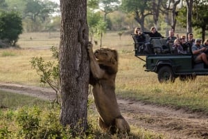 Safari Sabi Sands de 3 dias no Umkumbe Lodge