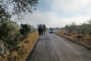 3 Day Safari In Kruger National Park