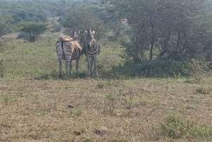 3 Day Safari In Kruger National Park