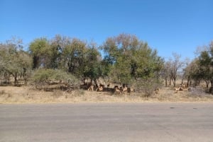 3 Day Safari In Kruger National Park