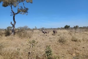 3 Day Safari In Kruger National Park