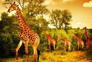 Tour panoramico di 3 giorni e 2 notti e safari nel parco nazionale Kruger